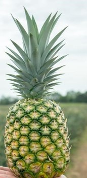 Scientific name: Ananas comosus