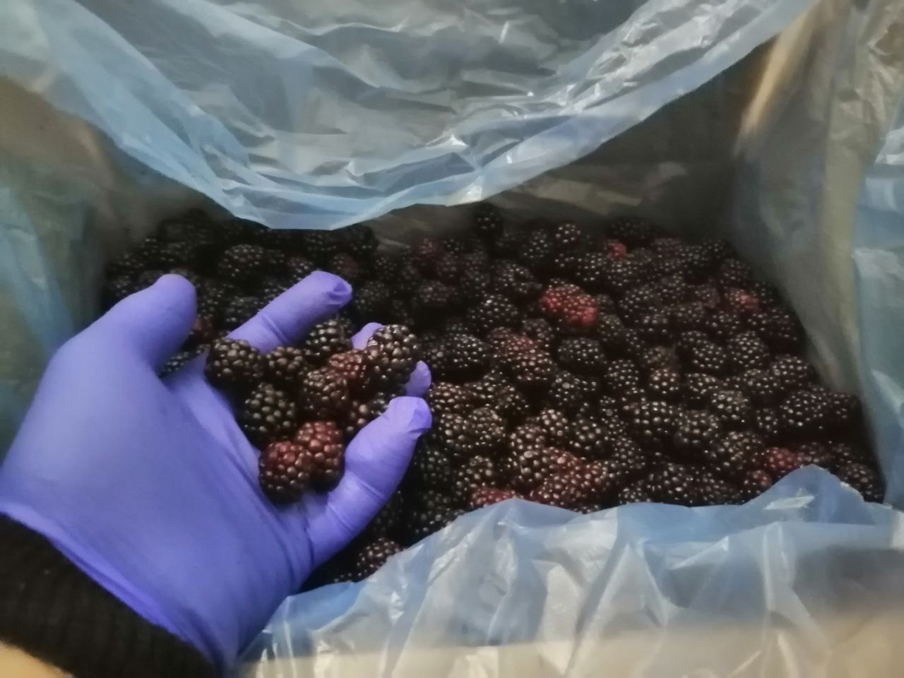 For sale frozen forest blackberry gathered in ecollogically favourble areas of Ukraine