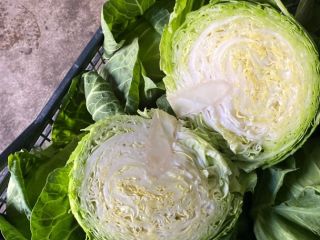 Young cabbage 0.8-1.4 kg, Serbia, contact Viber