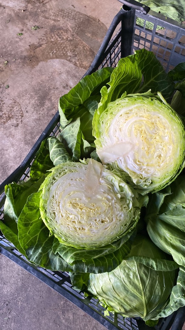Young cabbage 0.8-1.4 kg, Serbia, contact Viber