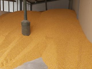 Grain corn, production 2023, fast loading from the hall.
