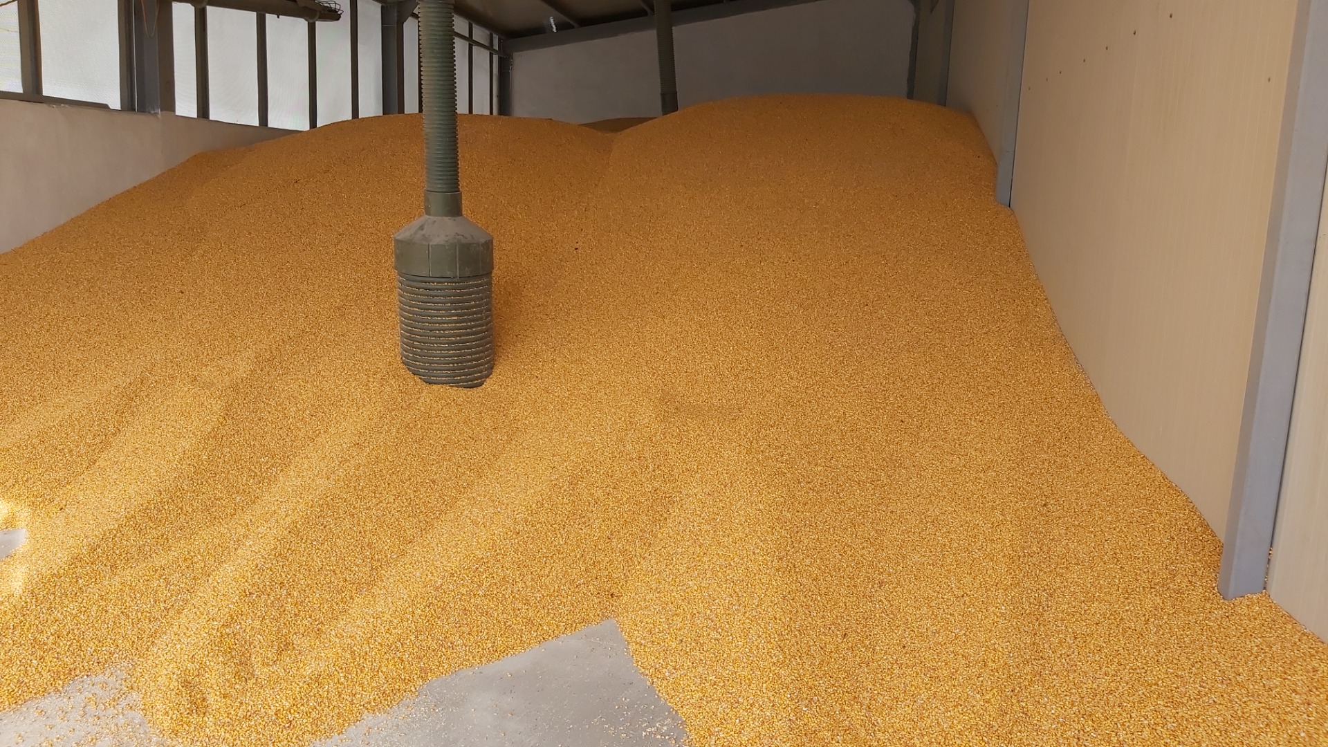 Grain corn, production 2023, fast loading from the hall