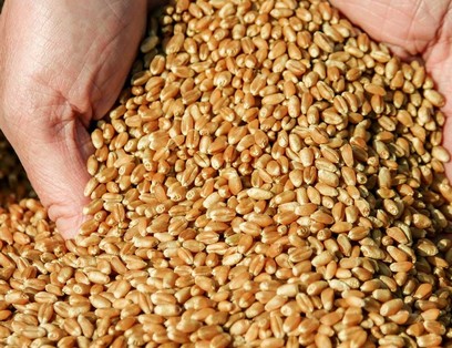 A Ukrainian company with its own production and warehouse facilities, offers the sale of wheat, corn, wheat bran, soybean meal, soybean oil, DDGS at favorable
