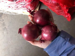 Red onion 50/70 in 10 kg bags on pallets