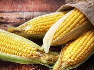 Hello, I have dry corn to offer with a