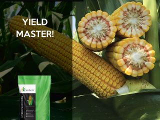 10000 metric tons (mt) of FAO 600 maturity group