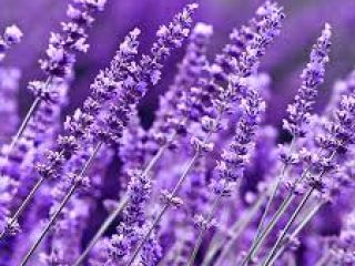 Good morning, I am selling lavender, I am looking