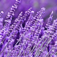 Good morning, I am selling lavender, I am looking for a recipient