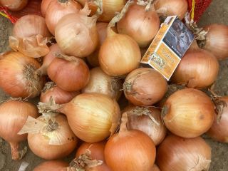 White onion, caliber 55 mm. +, perfect, dry, hard,