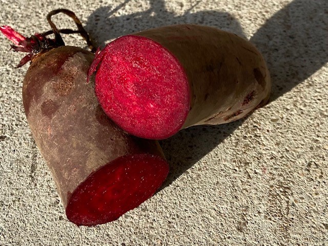 Hello, will sell large quantities of long beet root