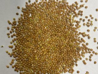 Yellow millet purity 99% humidity max 14,5. 66t