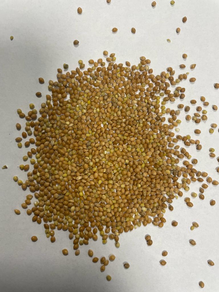 Yellow millet purity 99% humidity max 14,5