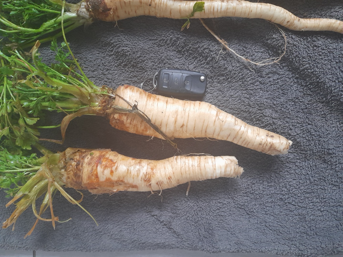 I will sell parsley that overwintered in the field and releases parsley