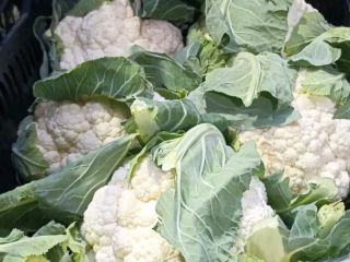 coliflower high quality ready to export for serious buyers