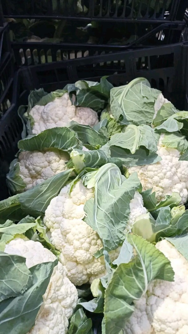 coliflower high quality ready to export for serious buyers only