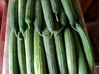 Cucumbers