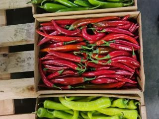 Chili pepper variety of colors green red yellow