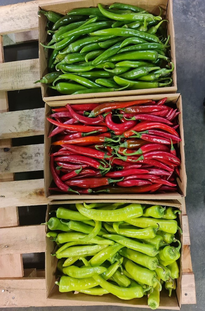 Chili pepper variety of colors green red yellow