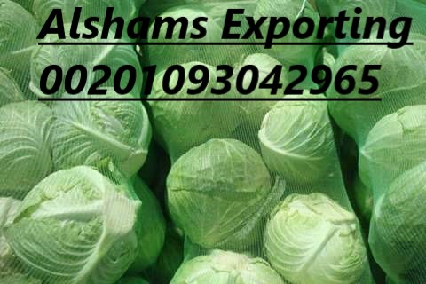 Hereunder our offer for Iceberg Lettuce with the following specifications : Iceberg Lettuce : - Origin : Egypt - carton weight : 7.5 : 8 kg - 9:12 pieces per