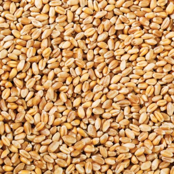 Wheat Country of origin Ukraine