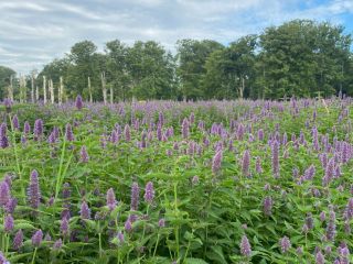 550 kg of dried Agastache Foeniculum Ecological
