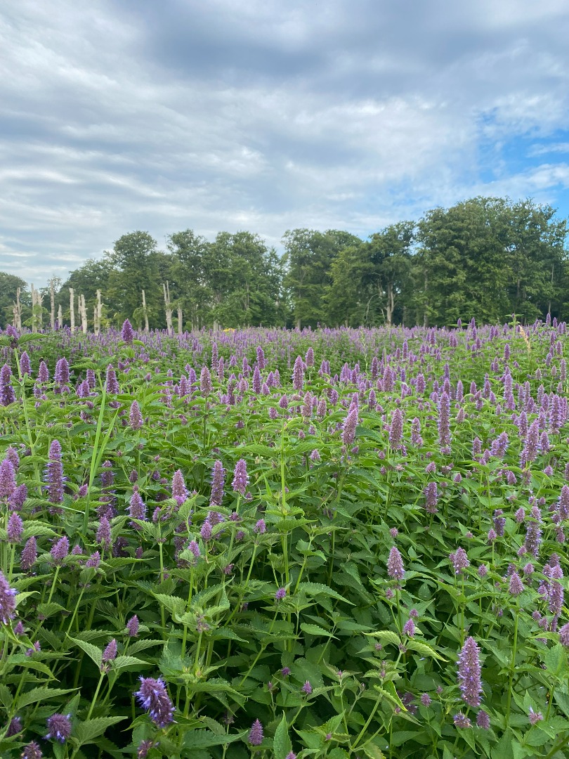 550 kg of dried Agastache Foeniculum Ecological