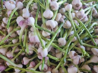 I will sell Egyptian garlic with 20 cm haulm