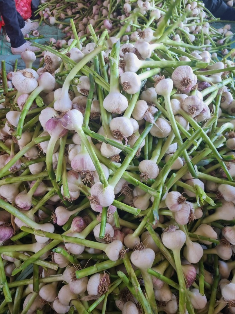 I will sell Egyptian garlic with 20 cm haulm in a 20 kg bag, caliber 6+, baskets 5 kg thick and finer cages 10 kg, caliber 5 also available