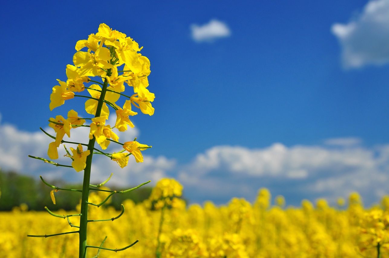 Good morning! We are a European company UAB SIRIUSAS, which is an exporter of agricultural products, Ukrainian producers