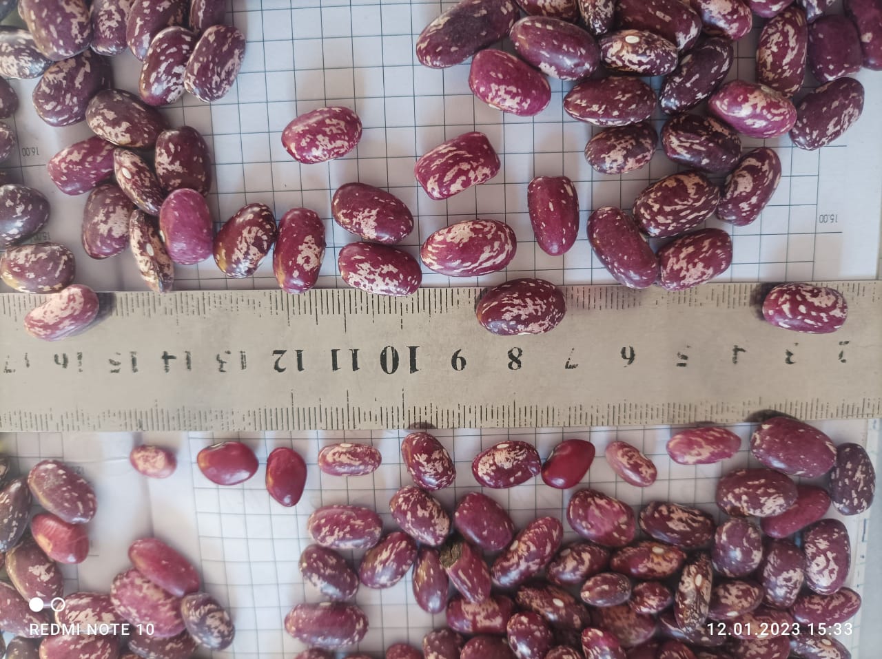 Introducing the bean variety: Royal, Red, Black Eye