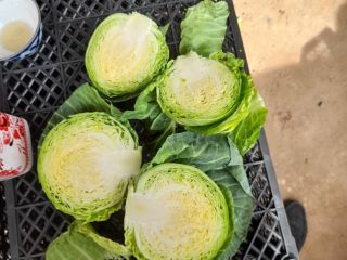 We offer young cabbage. Packed in a plastic box