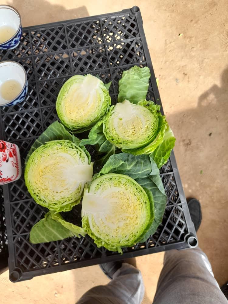 We offer young cabbage