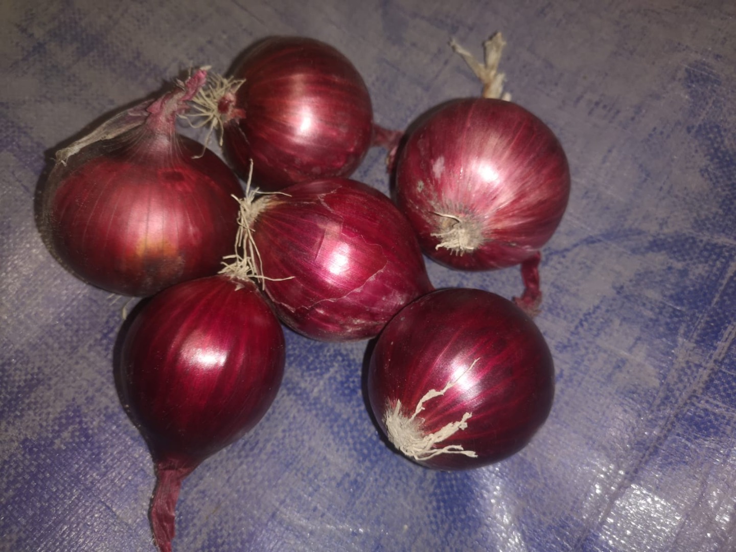 Hello, we have red onions for sale in sizes 50/70 and 70-90 or brutto