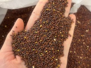 Black mustard is used for food and confectionery purposes