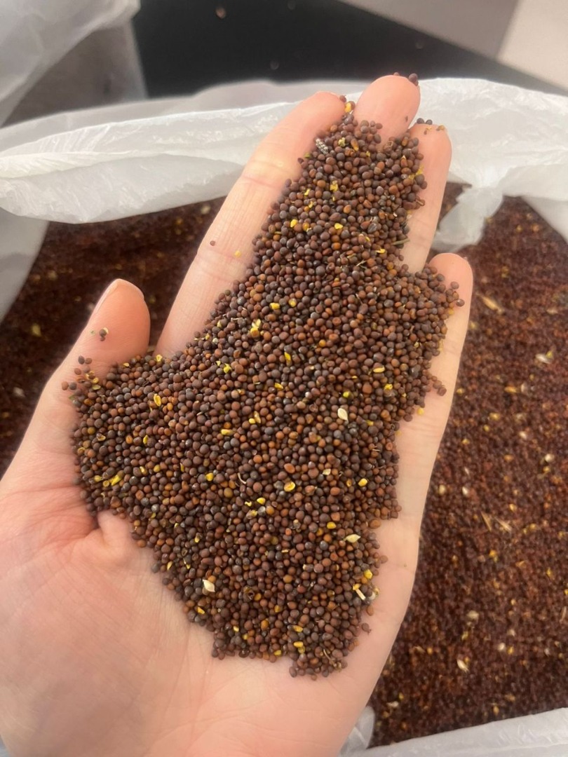 Black mustard is used for food and confectionery purposes the packaging is big bags (1000-1200kg) and can also be packed in polypropylene bags of 25-35 and