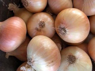 Hello. I will sell any quantity of yellow onions.