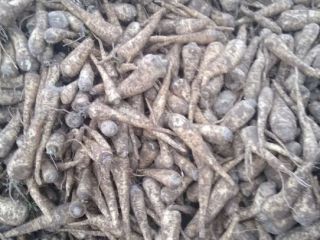 I will sell: root parsley, freshly dug, straight from
