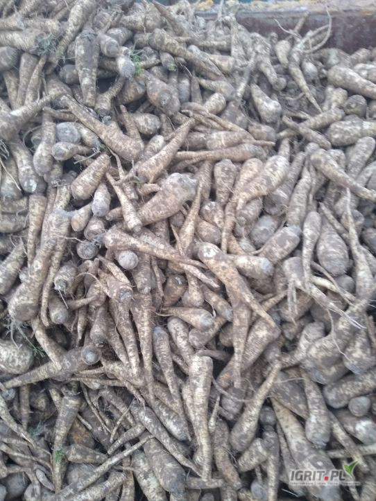 I will sell: root parsley, freshly dug, straight from the field, with an organic certificate, Sonata variety, in full truck loads or smaller
