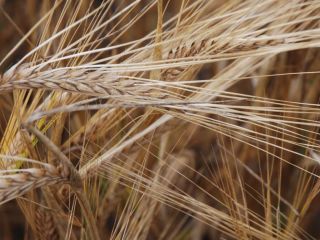 We will sell good quality barley! For more info