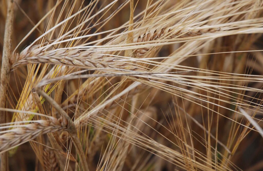 We will sell good quality barley! For more info call Location 97-217 or 39-100