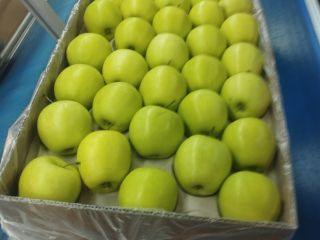 Apple Golden delicious I class for salle. contact