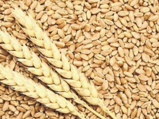 Feed wheat delivered to you minimum order 23t Dawid