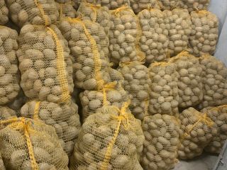 I will sell potatoes Soraya 50+, a nice healthy