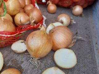 Hummingbird onion 5+. No damage or insects. Long stored.