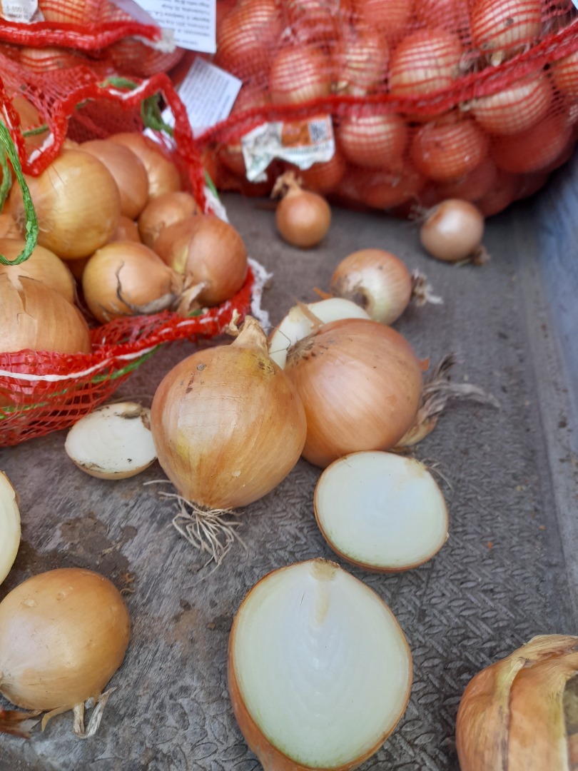 Hummingbird onion 5+