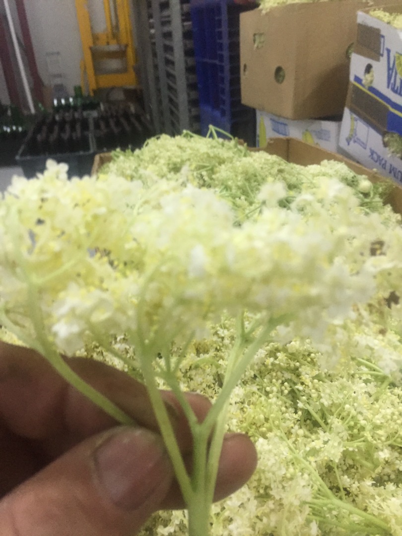 We are looking for buyers of Dried Elderberry flowers as new harvesting season is about to start
