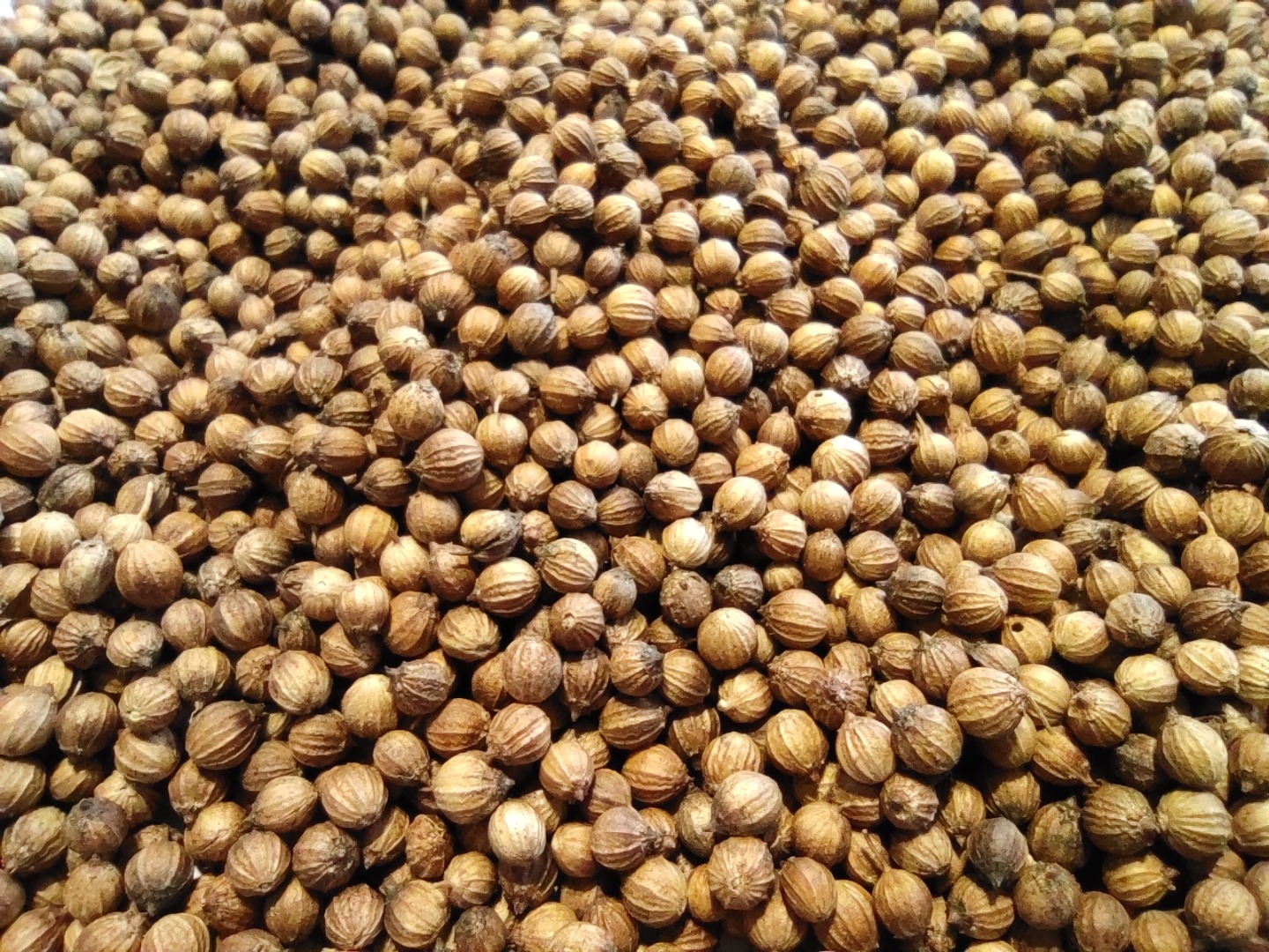 We are an agricultural producer and processor company in Bulgaria and right now we have organic&conventional coriander in our stocks, if you have any interest
