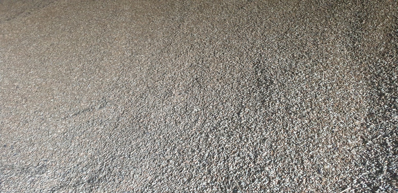 For sale about 35 tons of rye, harvest 2022, nice, clean, hybrid with population