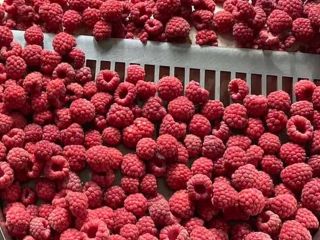 Raspberries from the 2022 season are on offer. The