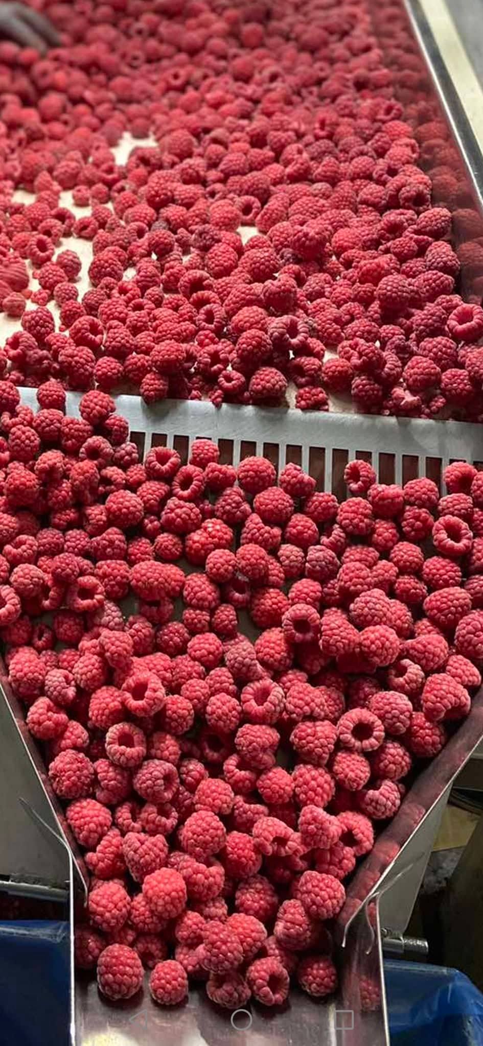Raspberries from the 2022 season are on offer
